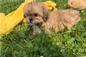 Oaklynn - Shih-Poo - Shihpoo for sale
