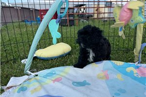 Oscar - Shih-Poo - Shihpoo for sale