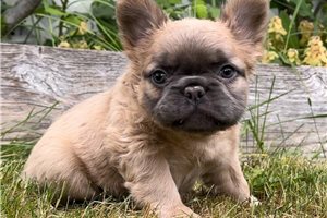 Dakota - French Bulldog for sale