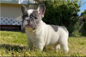 Polly - French Bulldog for sale
