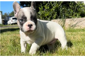 Peter - French Bulldog for sale