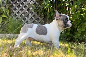 Peter - French Bulldog for sale