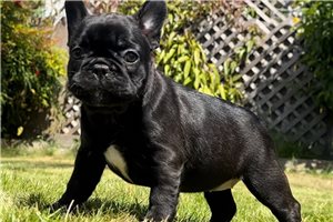 Paige - French Bulldog for sale