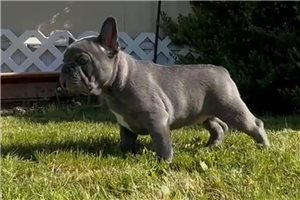 Pablo - puppy for sale