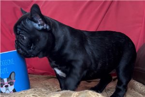 Paige - French Bulldog for sale