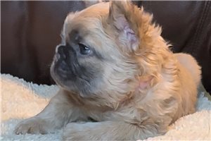 Dakota - French Bulldog for sale