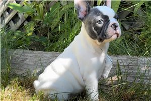 Paisley - French Bulldog for sale