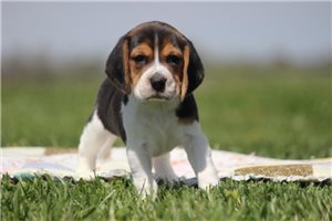 Genesis - Beagle for sale