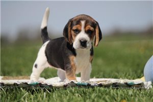 Genevieve - Beagle for sale
