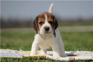 Heather - Beagle for sale