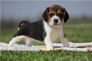 Haven - Beagle for sale