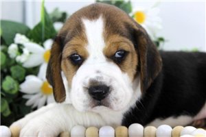 Finley - Beagle for sale