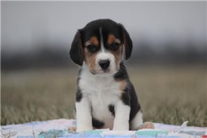 Nixon - puppy for sale
