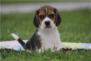 Mateo - Beagle for sale