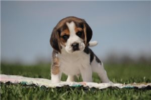 Gavin - Beagle for sale