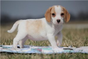Susannah - Beagle for sale