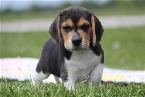 Grayson - Beagle for sale