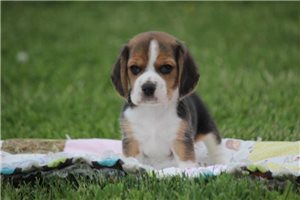 Michael - Beagle for sale