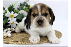 Fiona - Beagle for sale