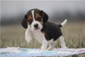 Neil - Beagle for sale