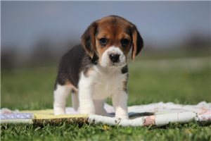 Hannah - Beagle for sale