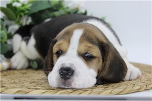 Flynn - Beagle for sale