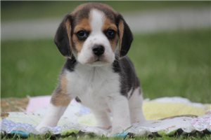 Matthew - Beagle for sale