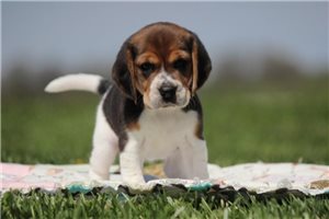 Georgia - Beagle for sale