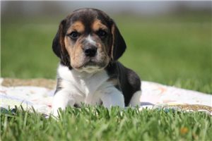 Gabriel - Beagle for sale