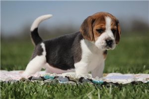 Graham - Beagle for sale