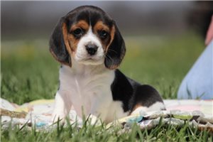 Hazel - Beagle for sale