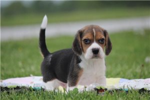 Mateo - Beagle for sale