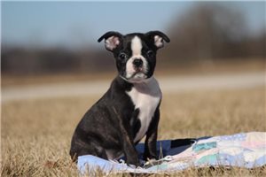 Onyx - Boston Terrier for sale