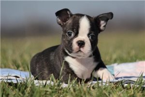 Oliver - Boston Terrier for sale