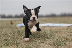 Otto - Boston Terrier for sale