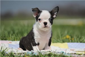 Benjamin - Boston Terrier for sale
