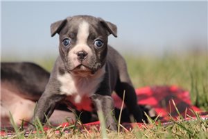 Nathan - Boston Terrier for sale