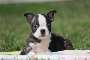 Brenden - Boston Terrier for sale