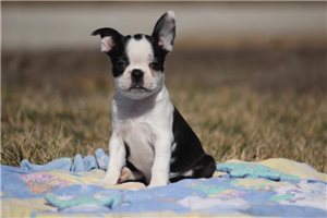 Heather - Boston Terrier for sale