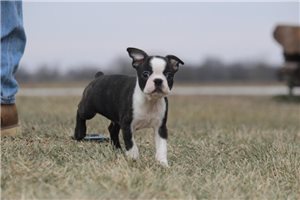 Othello - Boston Terrier for sale