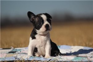 Hannah - Boston Terrier for sale