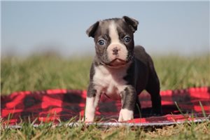 Nolan - Boston Terrier for sale
