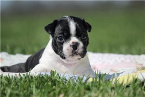 Grace - Boston Terrier for sale