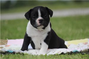 Giovanni - Boston Terrier for sale