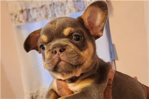 Crystal - French Bulldog for sale