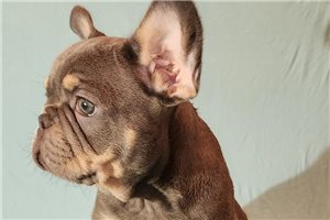 Kevin - French Bulldog for sale