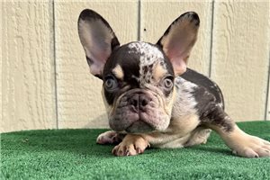 Montague - French Bulldog for sale