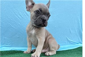 Anthony - French Bulldog for sale