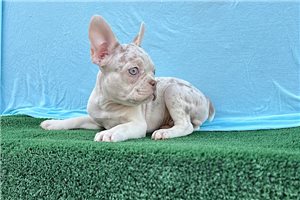 Victor - French Bulldog for sale