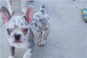 Daisy - French Bulldog for sale